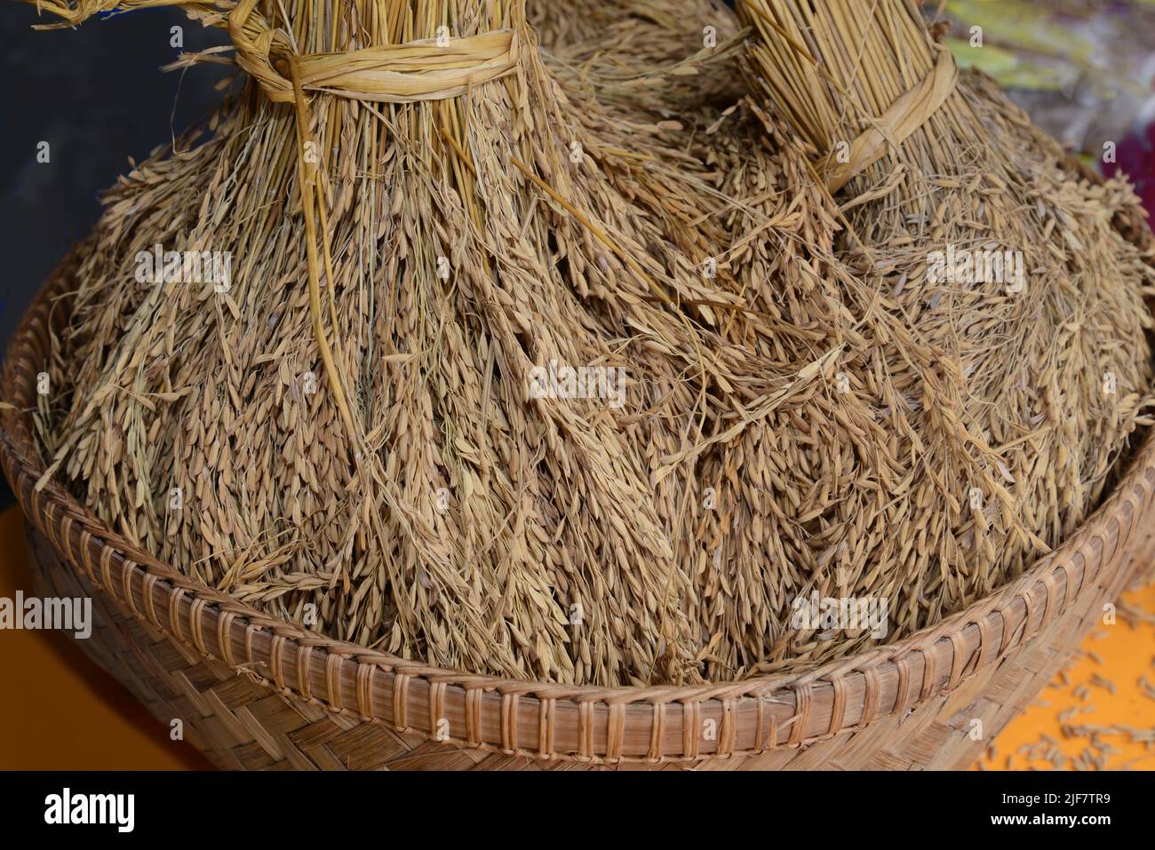 Orecchio di risone, risone biologico, orecchie di riso gelsomino tailandese Foto Stock