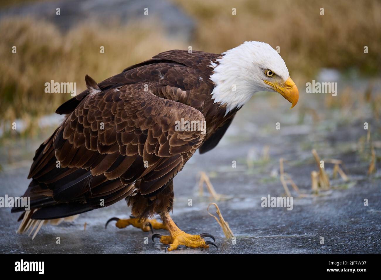 Aquila calva maschio su laghetto ghiacciato vicino al bordo della riva. Primo piano del telaio completo. Foto Stock