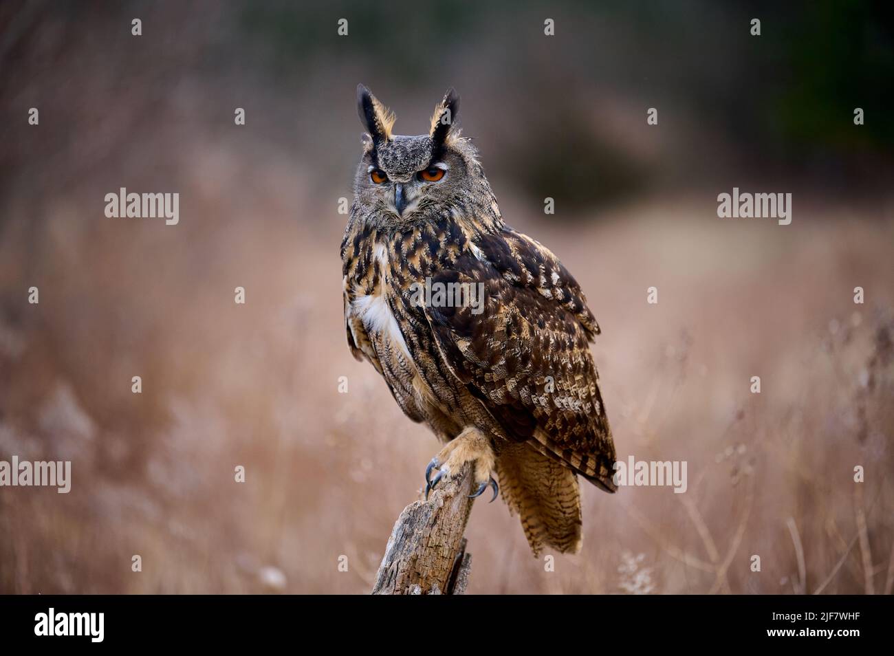 Il gufo grande (Bubo virginianus) arroccato su un tronco d'albero. Caccia campo topi Foto Stock