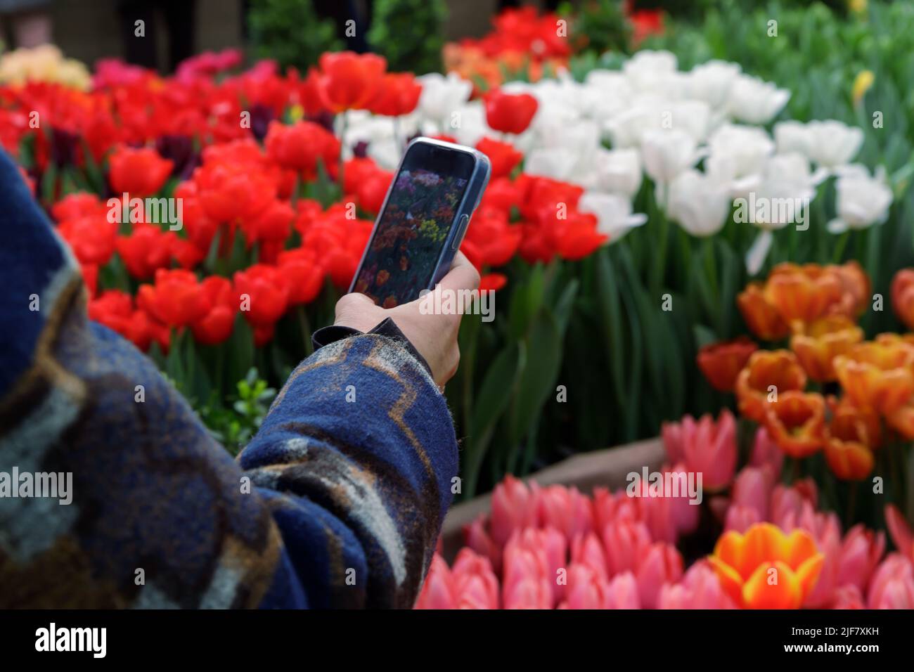 Una donna scatta una foto di un campo stupefacente di tulipani sul suo telefono. Tulipani in luce soffusa su sfondo sfocato con spazio per il testo. Foto Stock