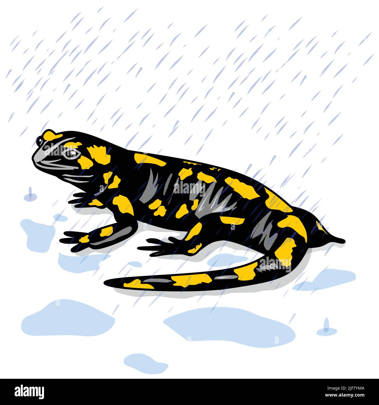 lucertola di salamandro nero e giallo in acqua piovana immagine vettoriale della clipart Illustrazione Vettoriale