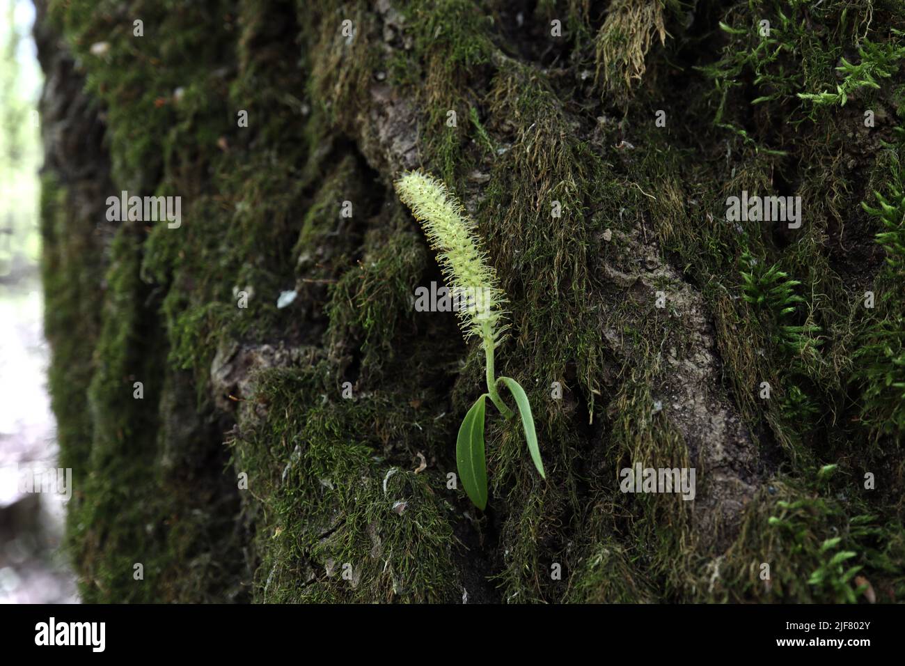 I rami crescono dall'albero in primavera Foto Stock