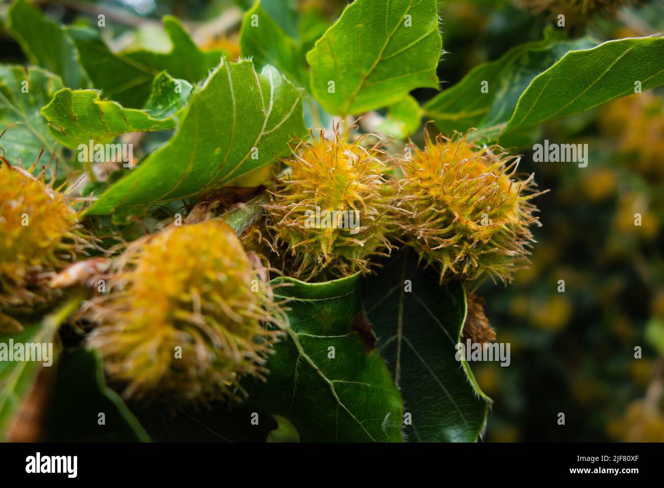 frutta strana su un albero con sfondo verde naturale Foto Stock