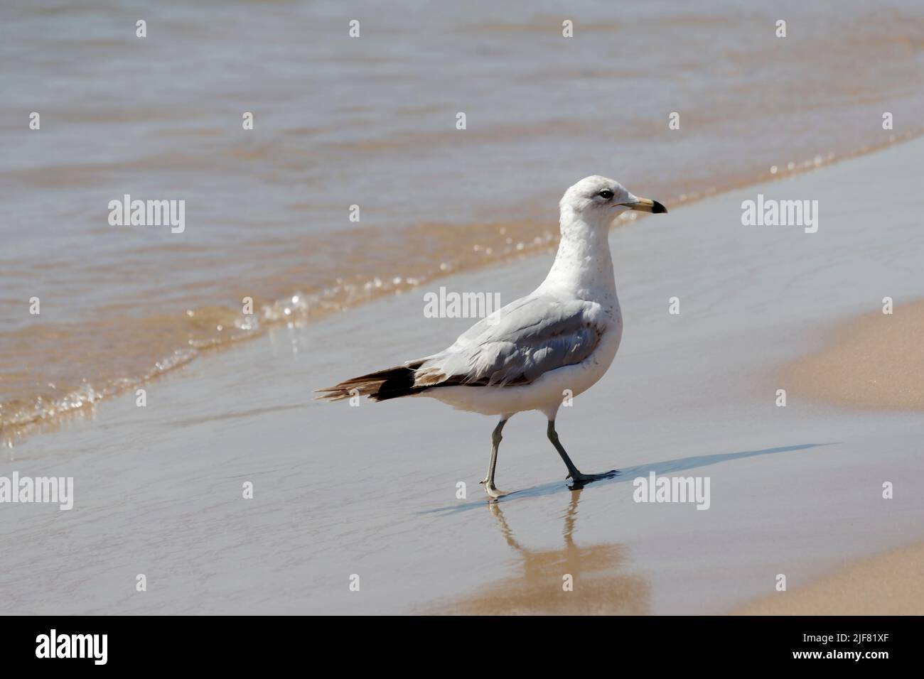 Gabbiano ad anello, Larus delawarensis, camminando in acque poco profonde sulla riva del lago Michigan a Point Beach state Forest, Two Rivers, Wisconsin Foto Stock