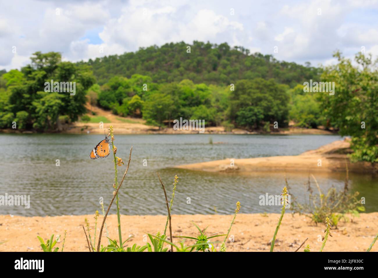 Scatto grandangolare di una farfalla Tigre piana sullo sfondo del fiume Cauvery (fotografato a Bheemeshwari, Karnataka) Foto Stock