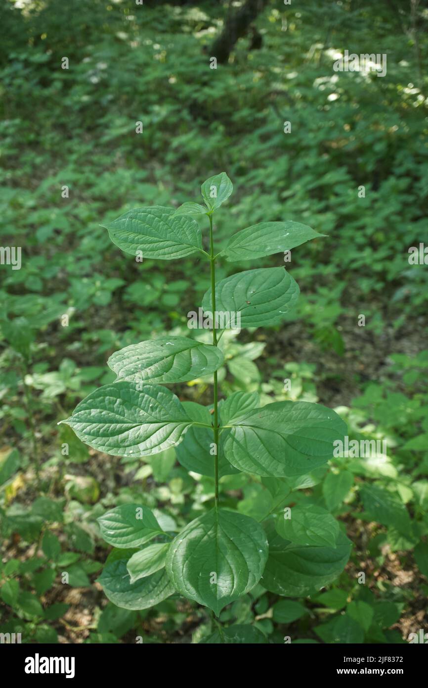 Cornus sanguinea nella foresta mattutina Foto Stock