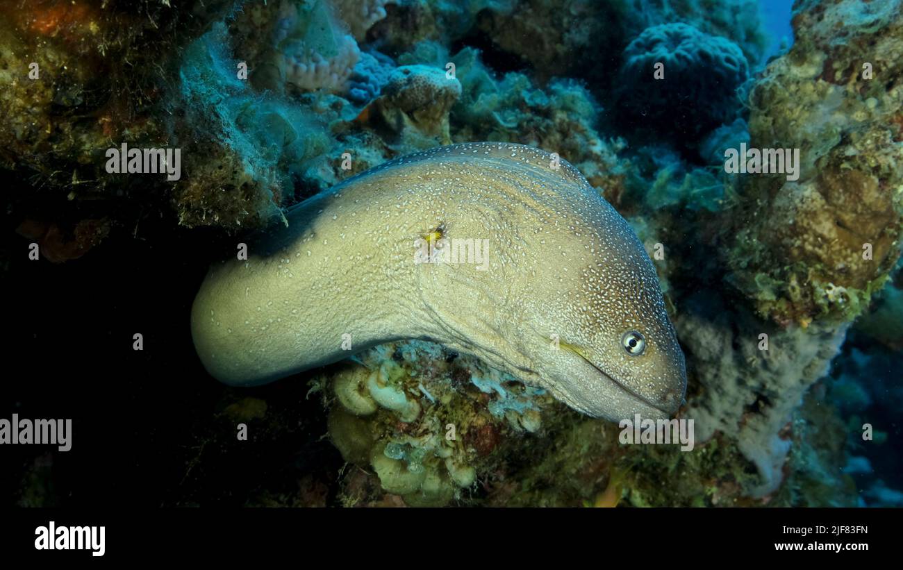 Primo piano ritratto di Moray peek fuori dal suo nascondiglio. Moray Eel dal naso giallo (Gymnothorax nudivomer) Mar Rosso, Egitto Foto Stock