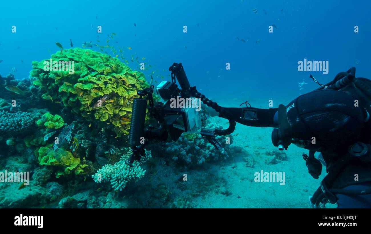 Videografo subacqueo che spara pesci tropicali che nuotano vicino al corallo della lattuga o al corallo del rotolo giallo (Turbinaria reniformis). Mar Rosso, Egitto Foto Stock