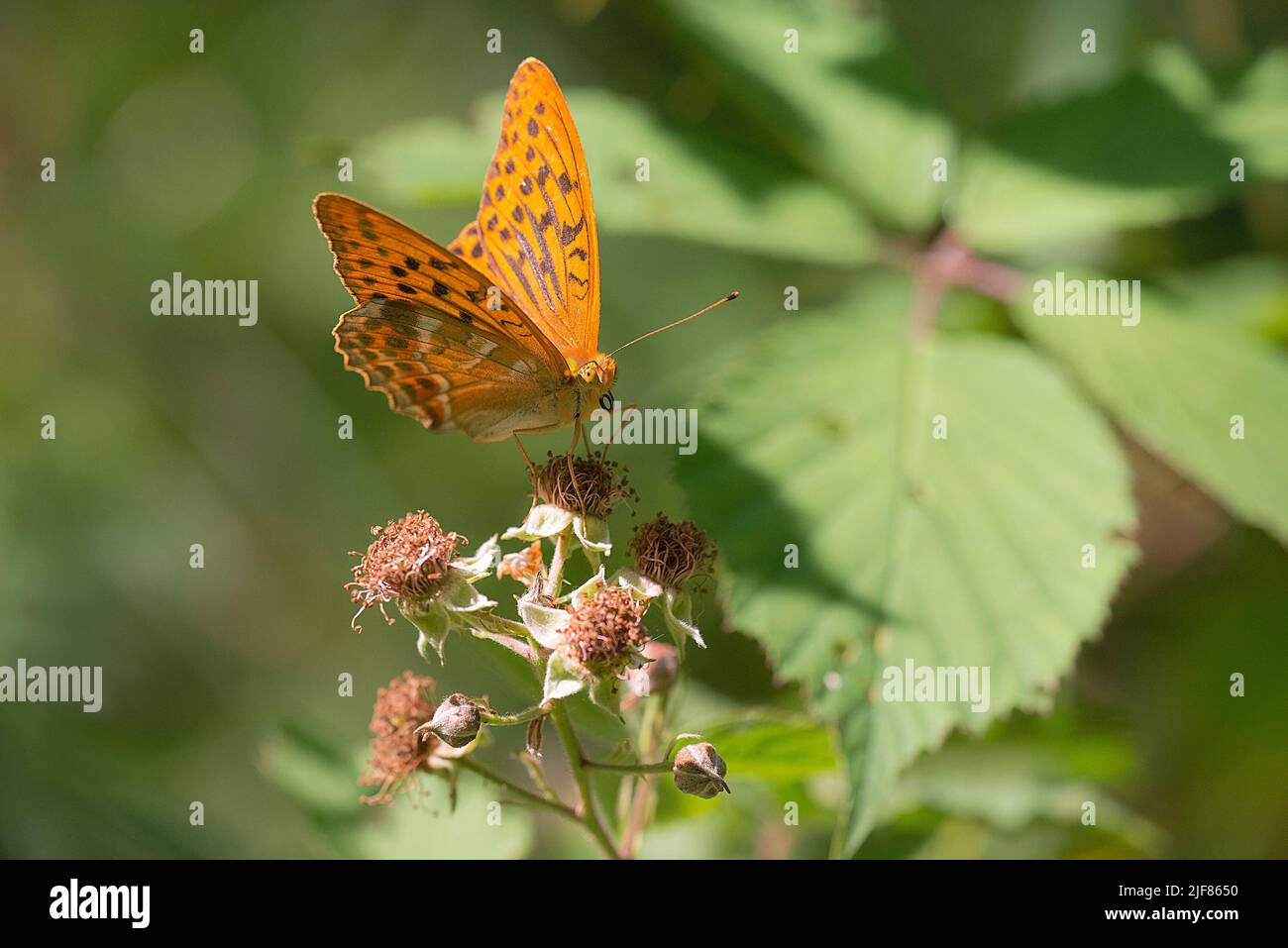 Fritillario argentato (Argynnis pahia), maschio foraging su Bramble (Rubus fruticosus) Foto Stock