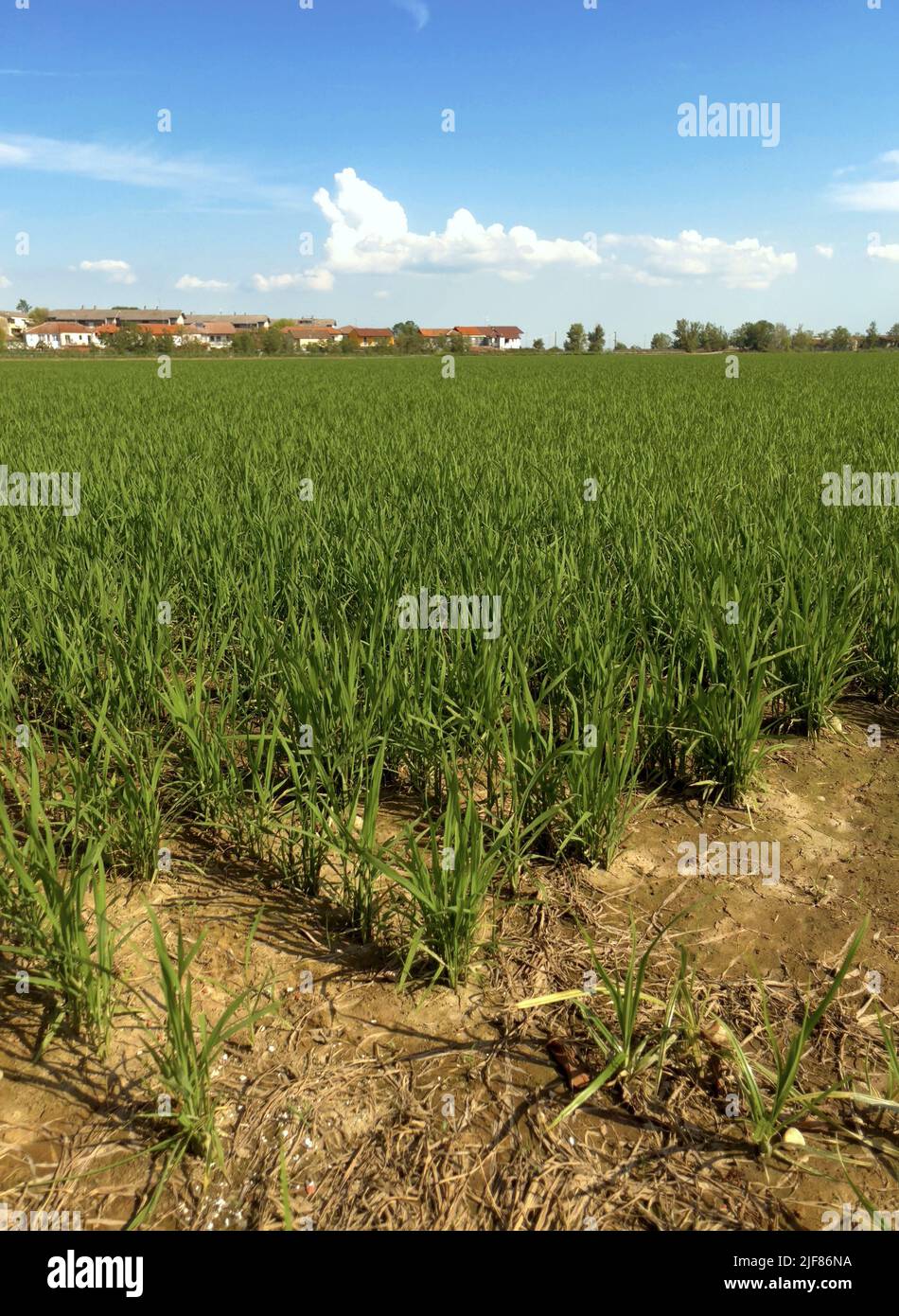 Vercelli, Italia. 30th giugno 2022. Emergenza siccità nei campi di riso del Nord Italia Credit: Giorgio Morera/Alamy Live News Foto Stock