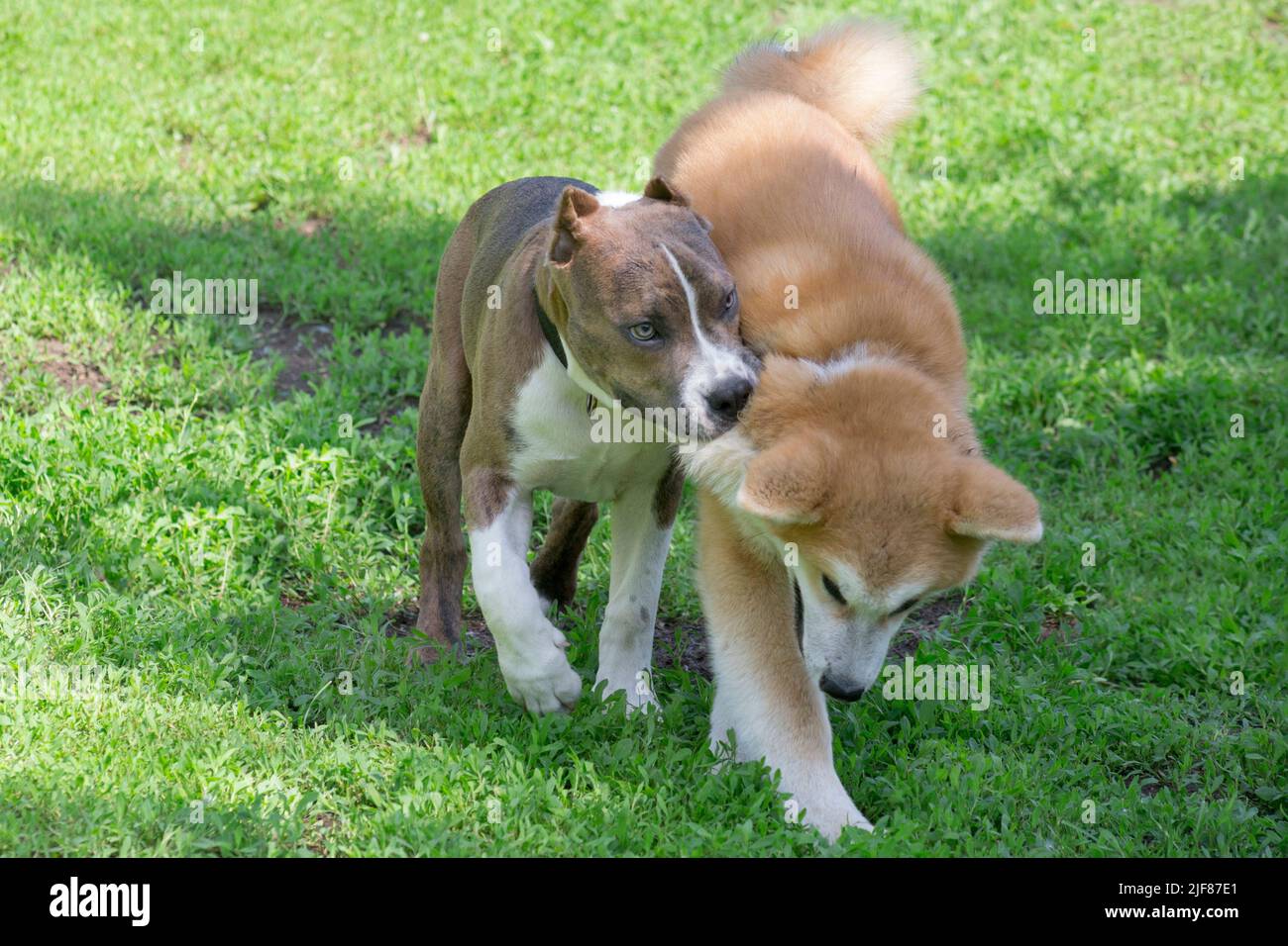 L'americano staffordshire terrrier cucciolo sta morendo con i denti akita inu cucciolo nel parco estivo. Quattro mesi. Animali domestici. Cane purebred. Foto Stock