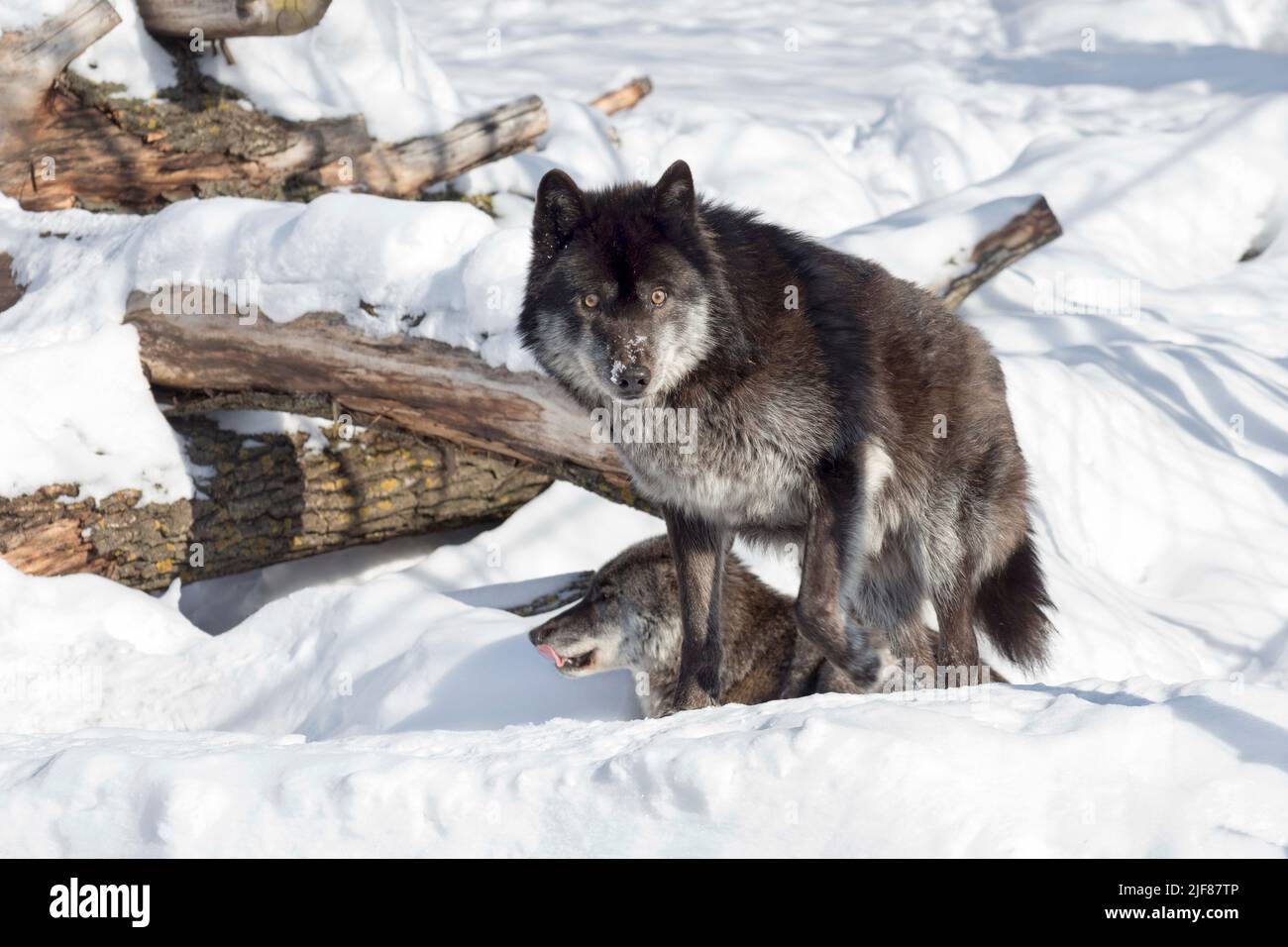 Il lupo canadese nero selvaggio è in piedi su una neve bianca e guarda la macchina fotografica. Canis lupus pambasileus. Animali nella fauna selvatica. Foto Stock