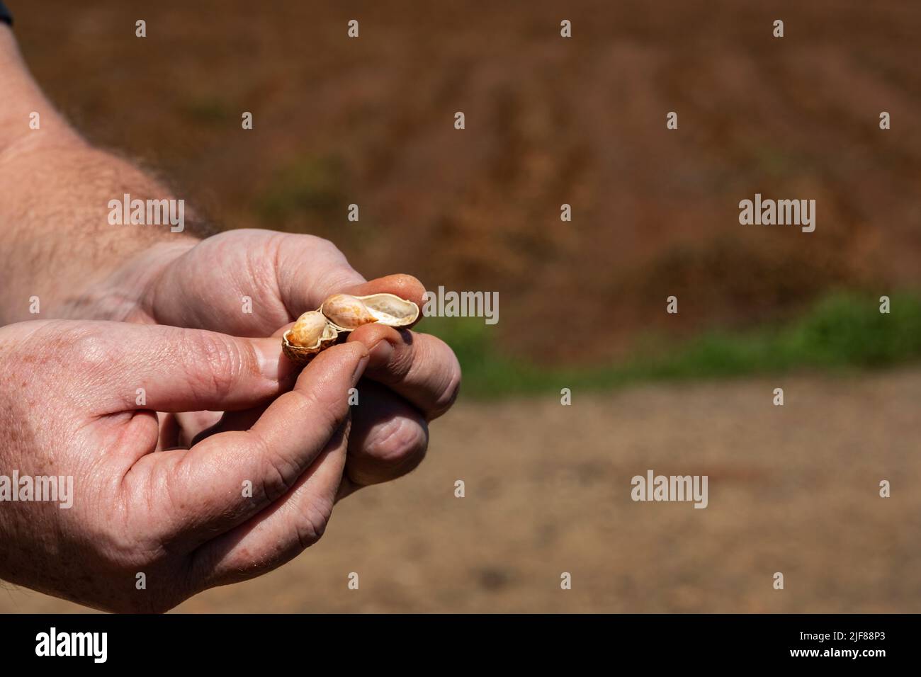 uomo mani che tengono aperto cialda di arachidi in giorno di sole. Foto Stock