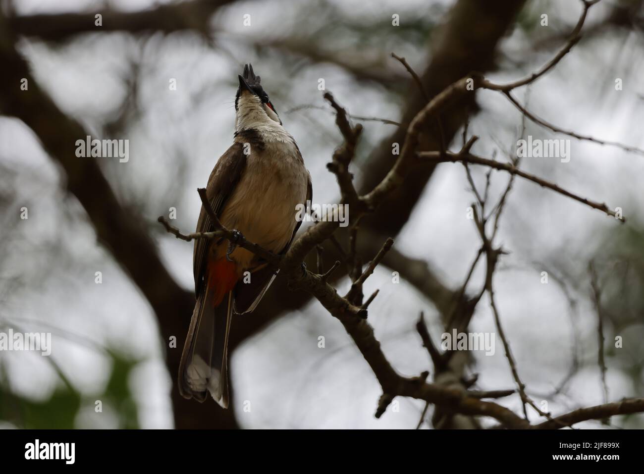 Un primo piano di un bulbul rosso-sussurrato o di un bulbul crestato arroccato su un ramo di albero Foto Stock