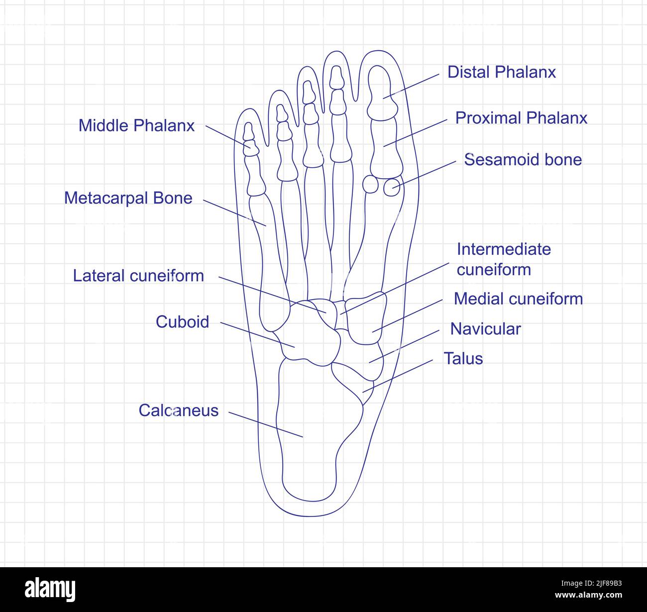 Disegno anatomico delle ossa del piede umano con una penna sul notebook. Schema della struttura delle parti del piede con descrizione delle ossa. Illustrazione di organi interni umani. Illustrazione Vettoriale