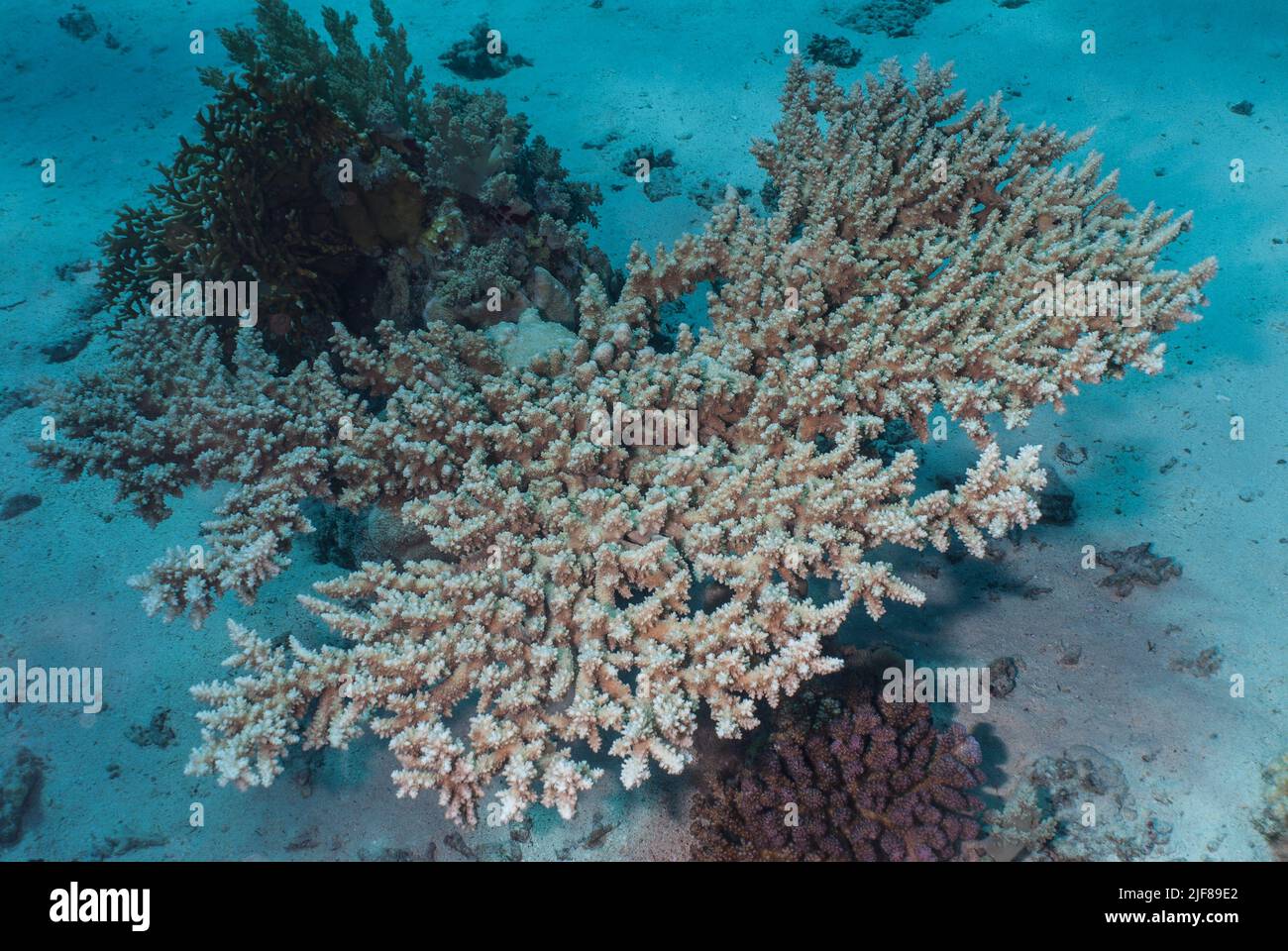 Corallo duro Acropora digitifera, Acroporidae, Sharm el Sheikh, Mar Rosso, Egitto Foto Stock