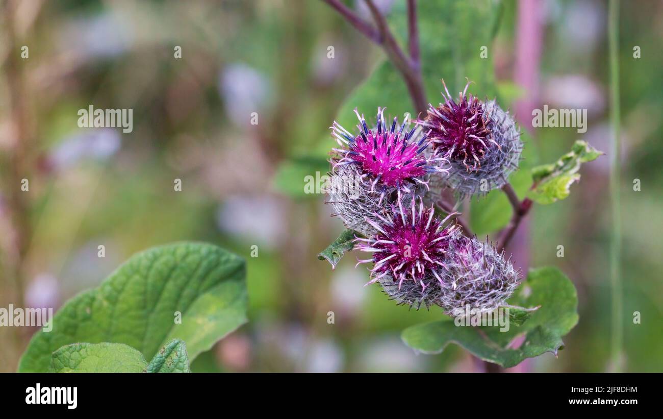 Arzio lappa, comunemente chiamato burdock maggiore, burdock commestibile, lappa, bottoni meggari o felice maggiore specie di piante eurasiatica della famiglia Asteraceae Foto Stock