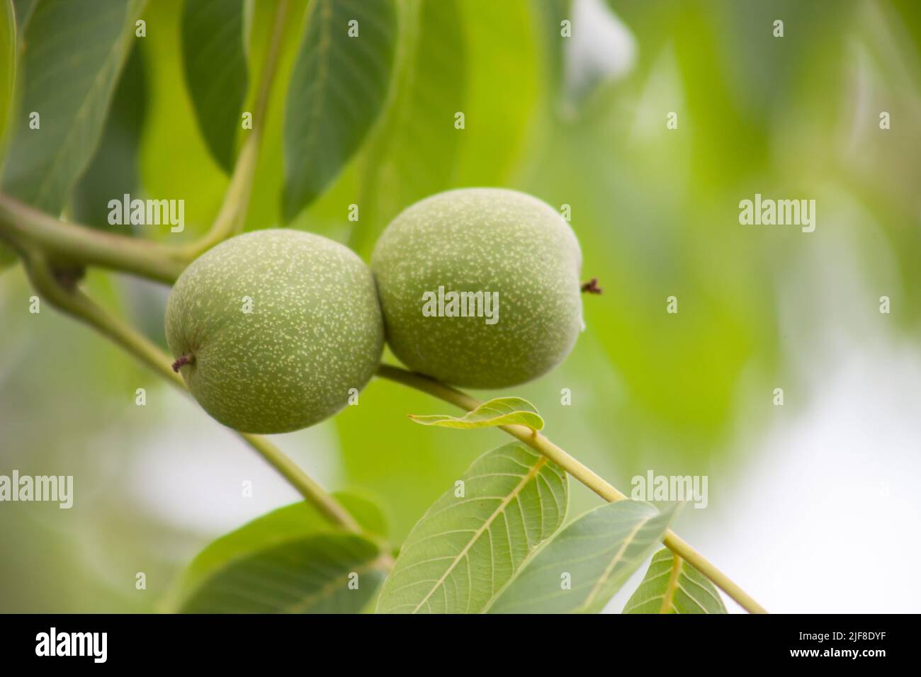 La noce giovane cresce su un albero. Frutta su sfondo di foglie verdi Foto Stock