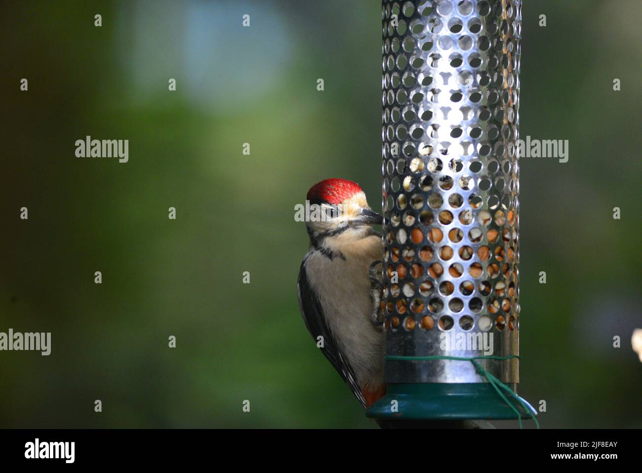 Ottimo picchio novellame Foto Stock