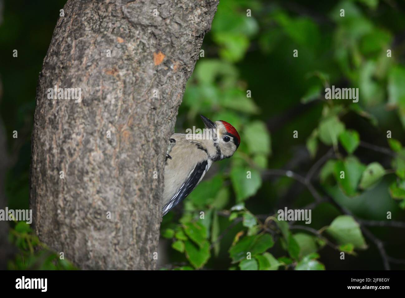 Ottimo picchio novellame Foto Stock