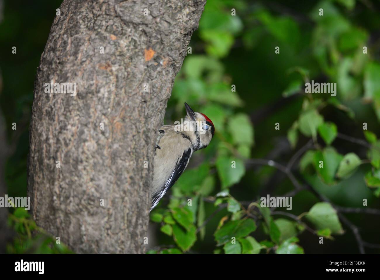 Ottimo picchio novellame Foto Stock