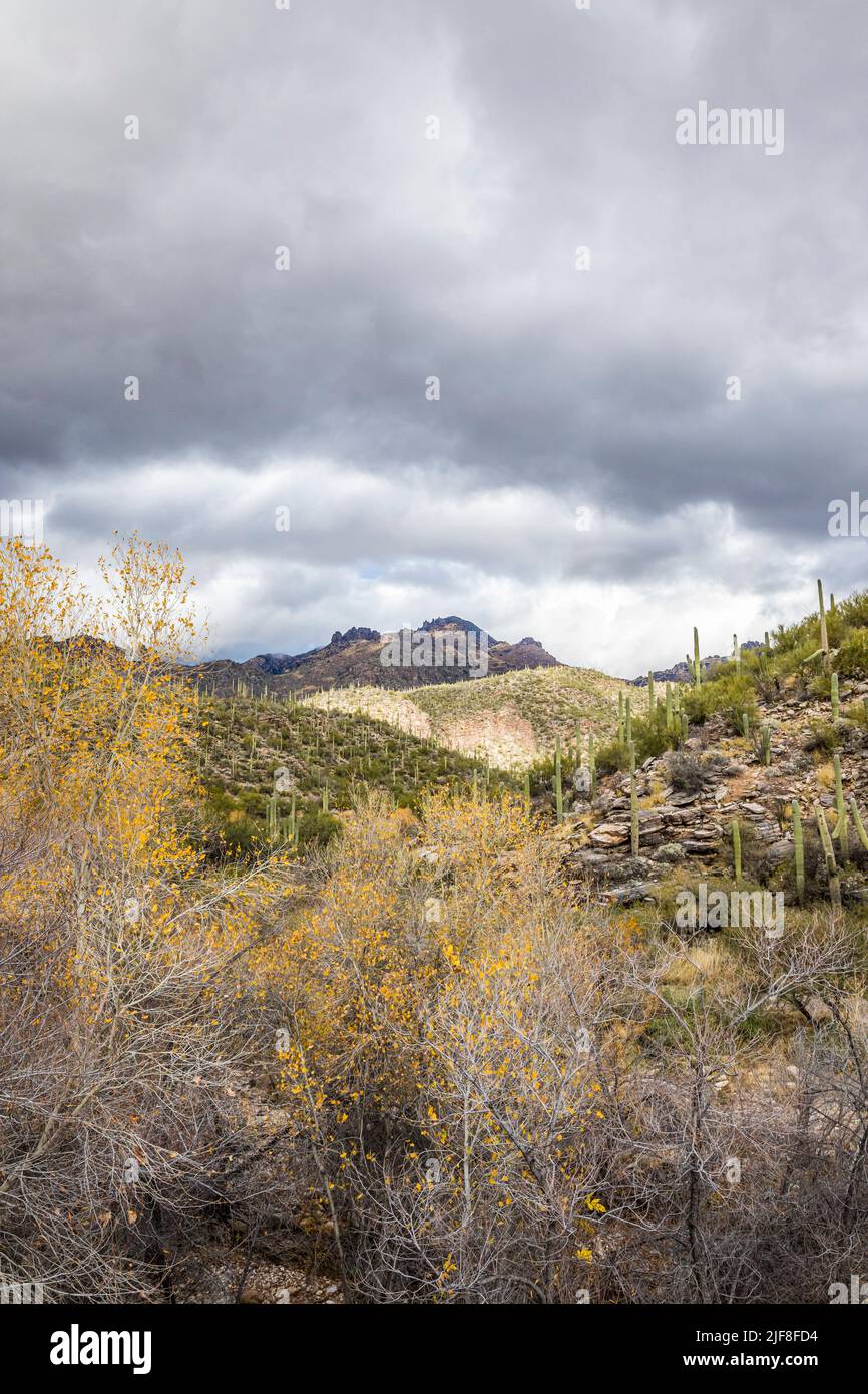 Il paesaggio appena sopra Sabino Creek nella Sabino Canyon Recreation Area, Arizona, Stati Uniti. Foto Stock