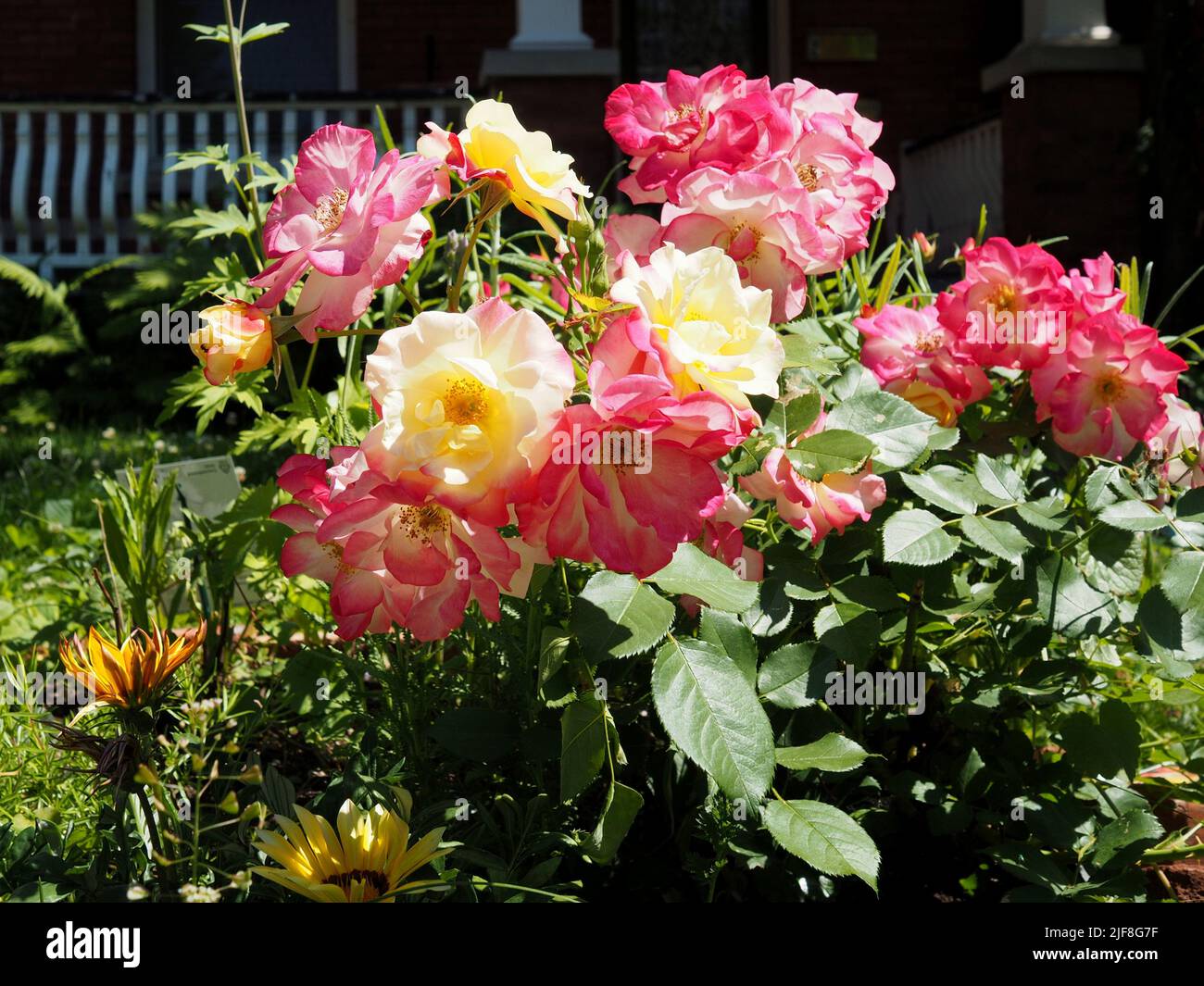 Una varietà di colori su un cespuglio di rose all'inizio dell'estate in un giardino a Ottawa, Ontario, Canada. Foto Stock
