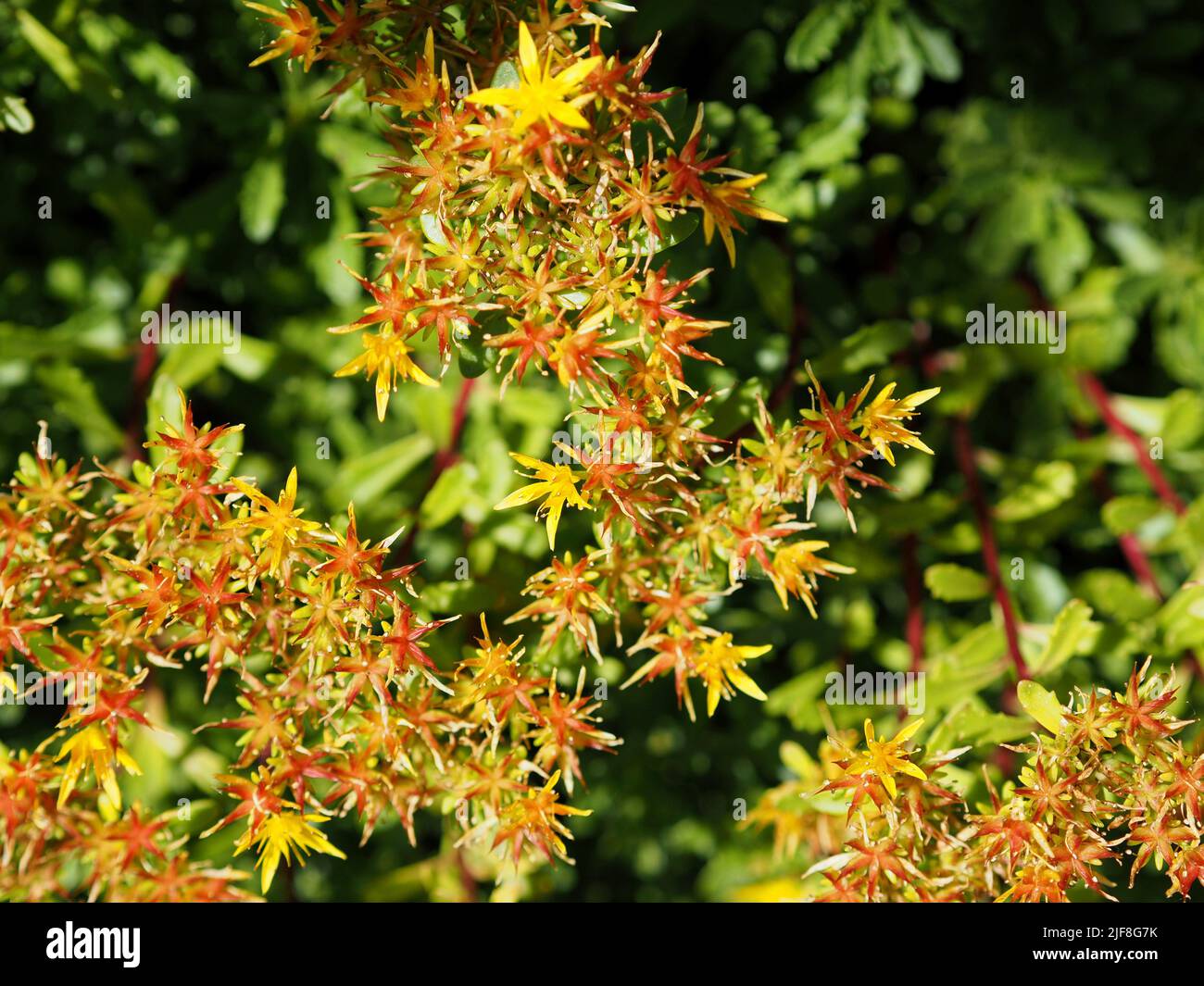 Giallo grazioso, girando all'arancio, fiori di un sedum (Sedum kamtschaticum) in un giardino a Ottawa, Ontario, Canada. Foto Stock