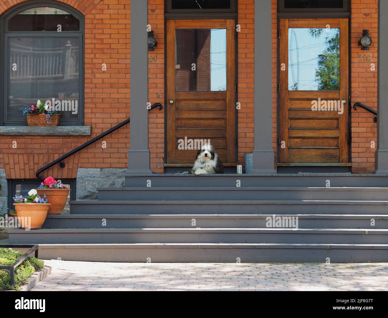 Cane su un portico. Ottawa, Ontario, Canada. Foto Stock