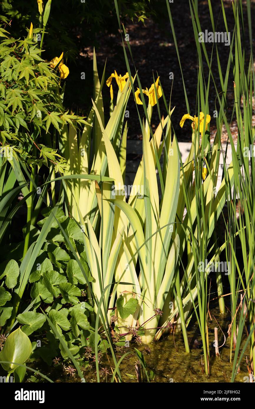 Iris pseudacorus (bandiera gialla, iride gialla, bandiera dell'acqua) è una specie di pianta della famiglia Iridaceae. Foto Stock