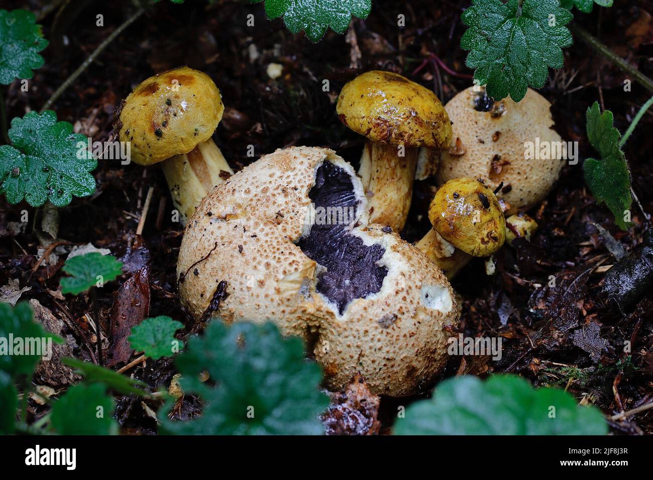Il Bolete parassita non comune (Boletus parassiticus), che cresce sul suo fungo ospite tipico, la sfera di terra comune (scleroderma citrinum) Foto Stock