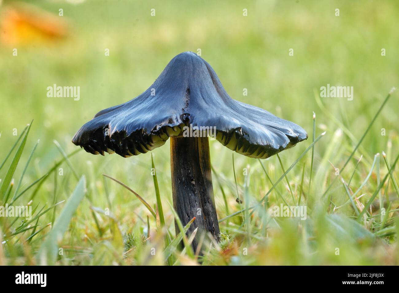 L'eponimo tappo ceramico (Hygrocybe conica) - un membro relativamente comune della famiglia dei tappi a cera - tipicamente fruttato più avanti nella stagione Foto Stock