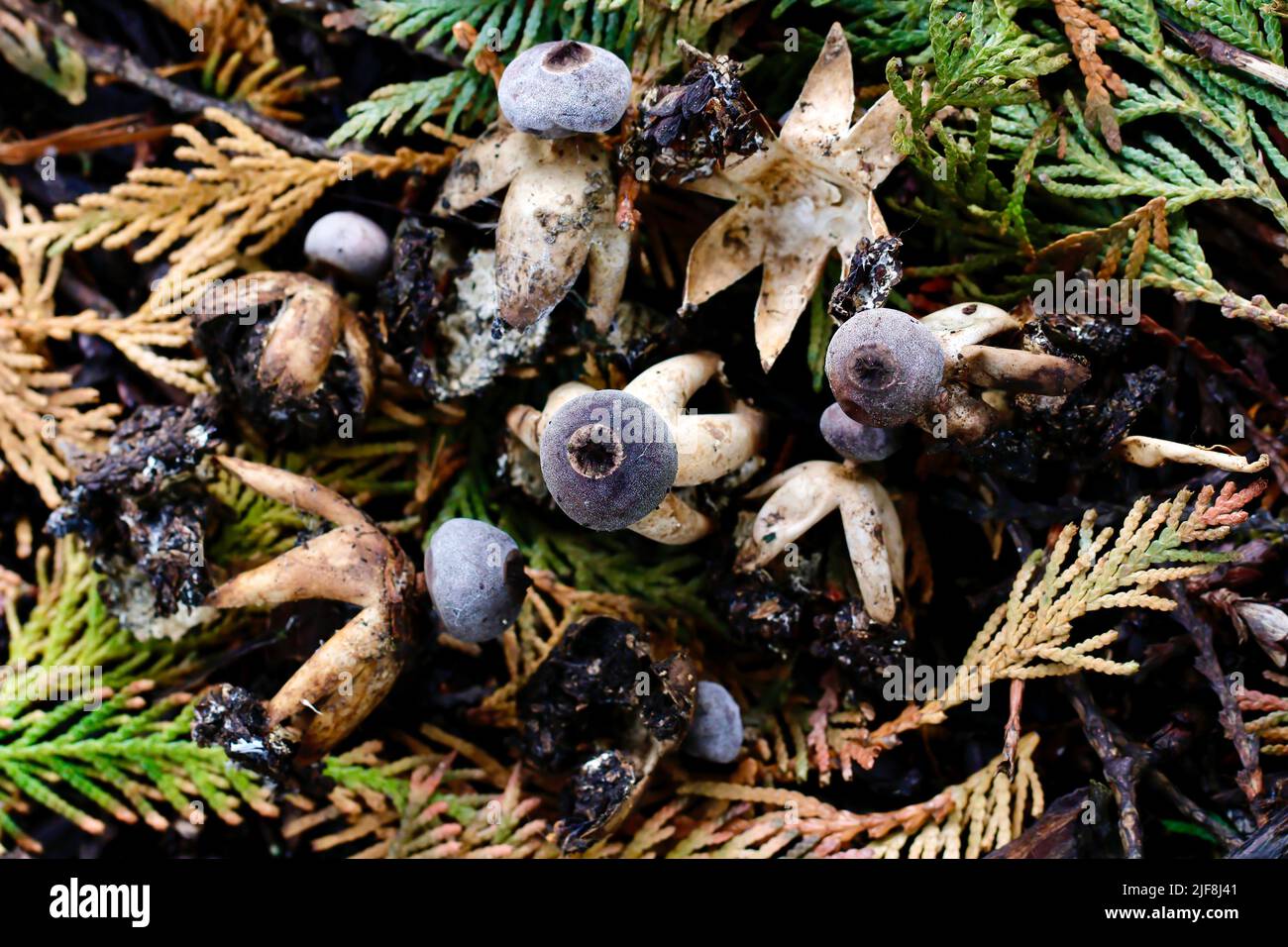 Il Fungus della stella della Terra dal becco alieno (Geastrum pectinatum) che cresce in un cantiere a Ludlow, Regno Unito Foto Stock