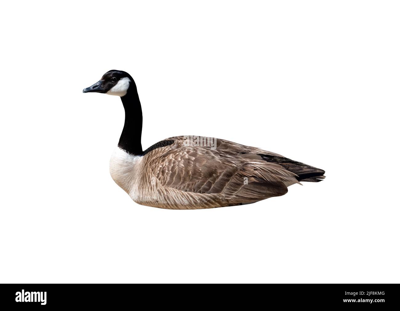 Canada goose closeup ritaglio isolato su uno sfondo bianco Foto Stock