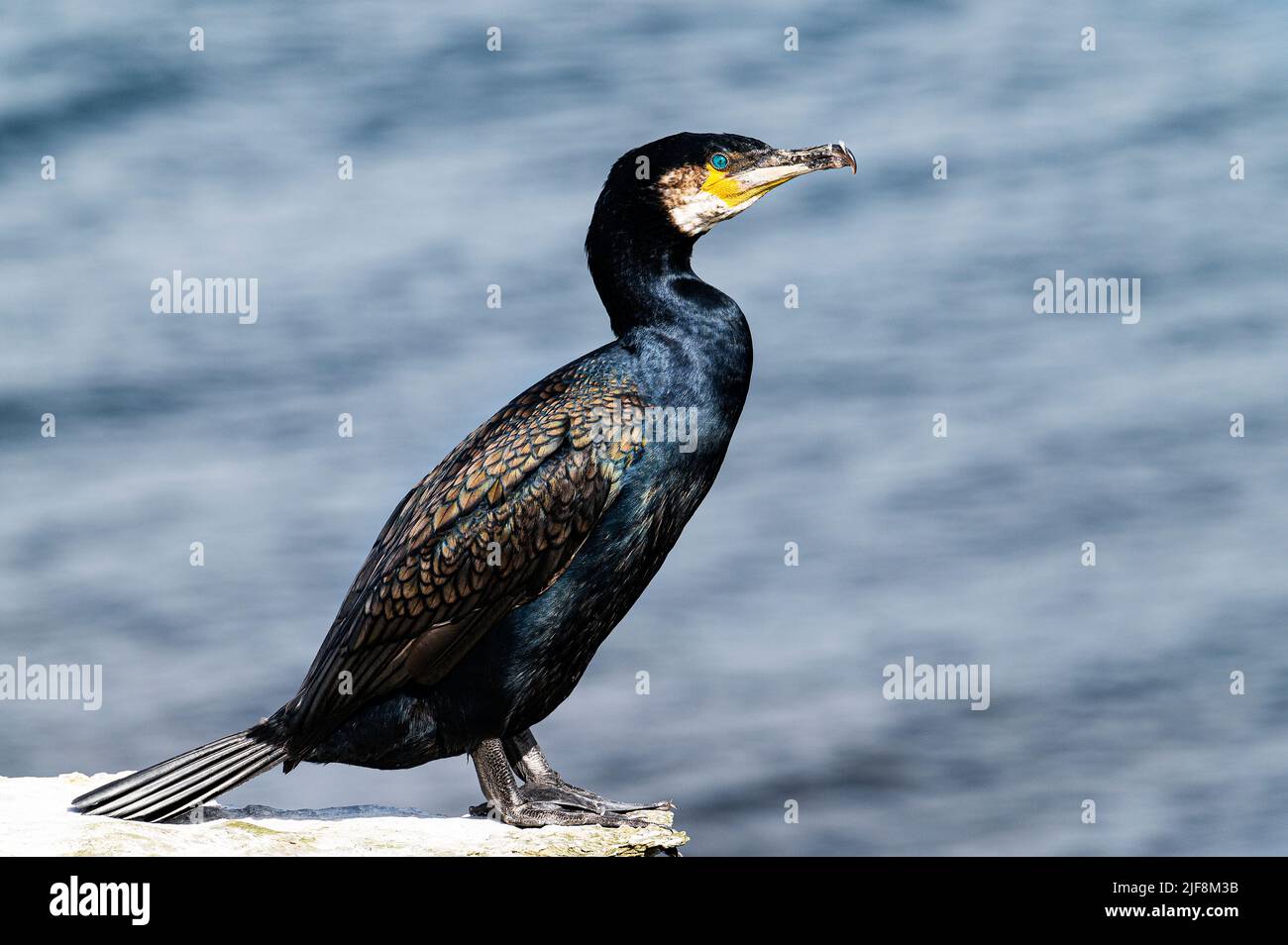 Un cormorano arroccato sulla scogliera rocciosa in cima a Papa Westray, Isole Orkney Foto Stock