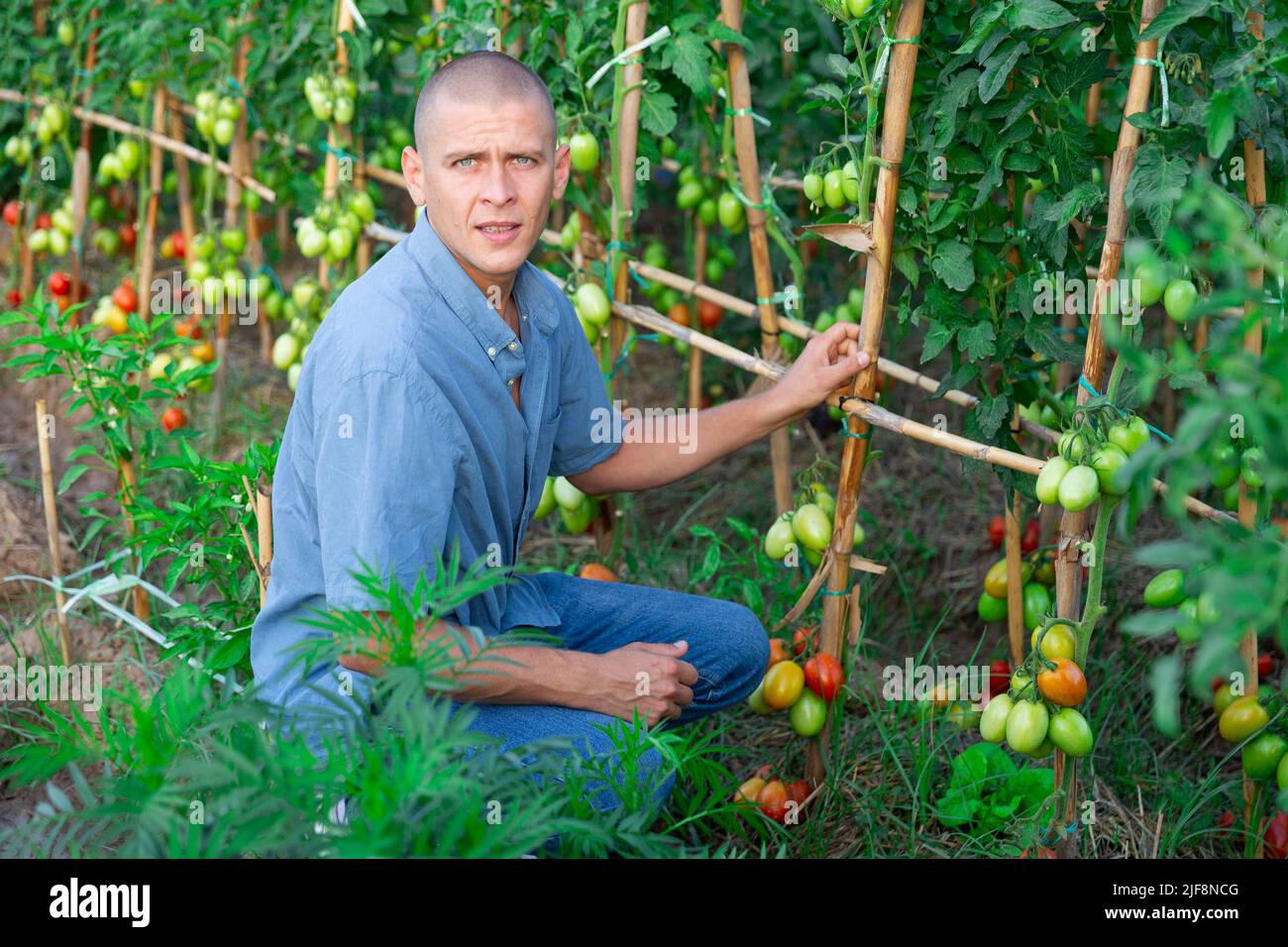 Coltivatore biologico che lavora nel suo giardino Foto Stock