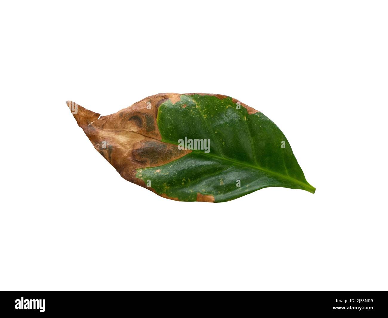 Foglia di caffè verde scuro lucido con bordo secco, isolata su sfondo bianco. Cura impropria Foto Stock