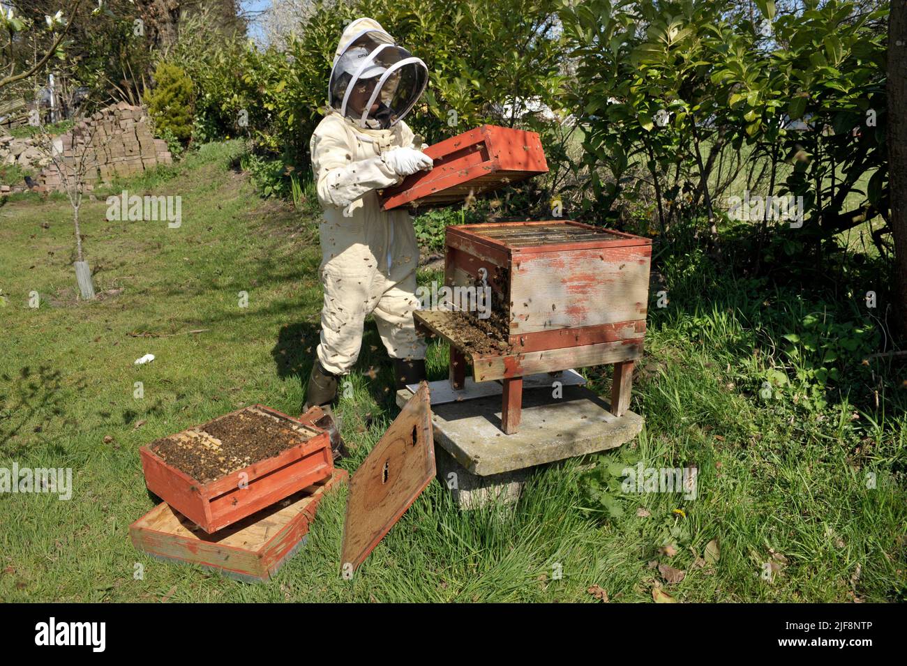 apicoltore al lavoro sull'alveare indossando tuta protettiva Foto Stock