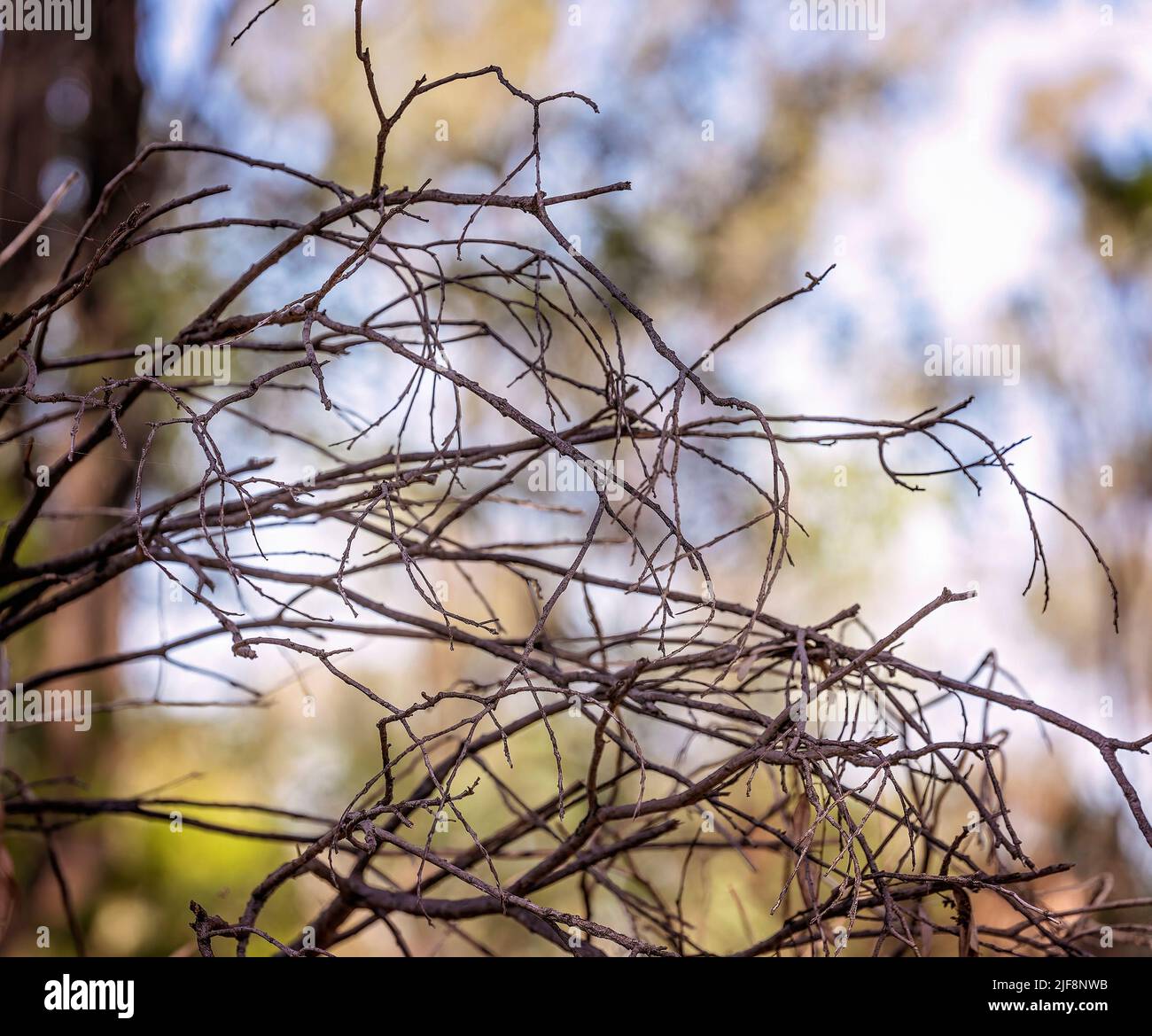 Un groviglio di morti si attorciglia su uno sfondo sfocato chiaro. Foto Stock