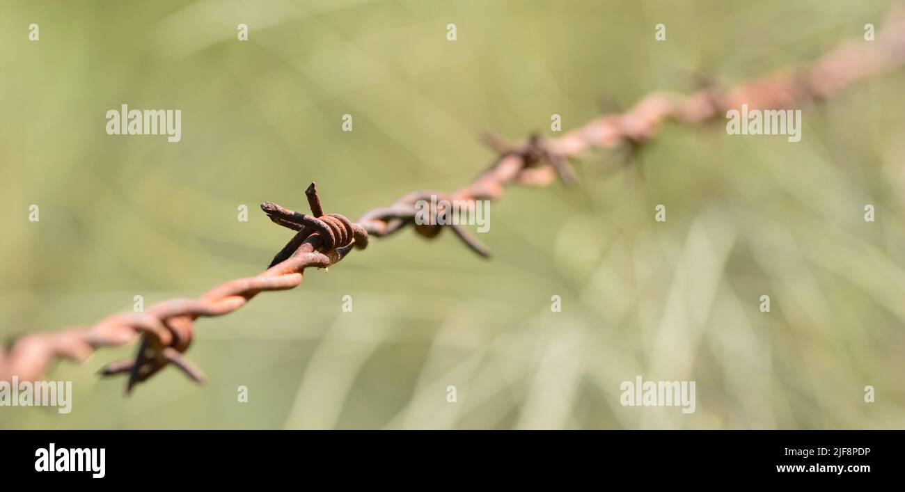 Detalle de las púas de un alambre de espino Foto Stock