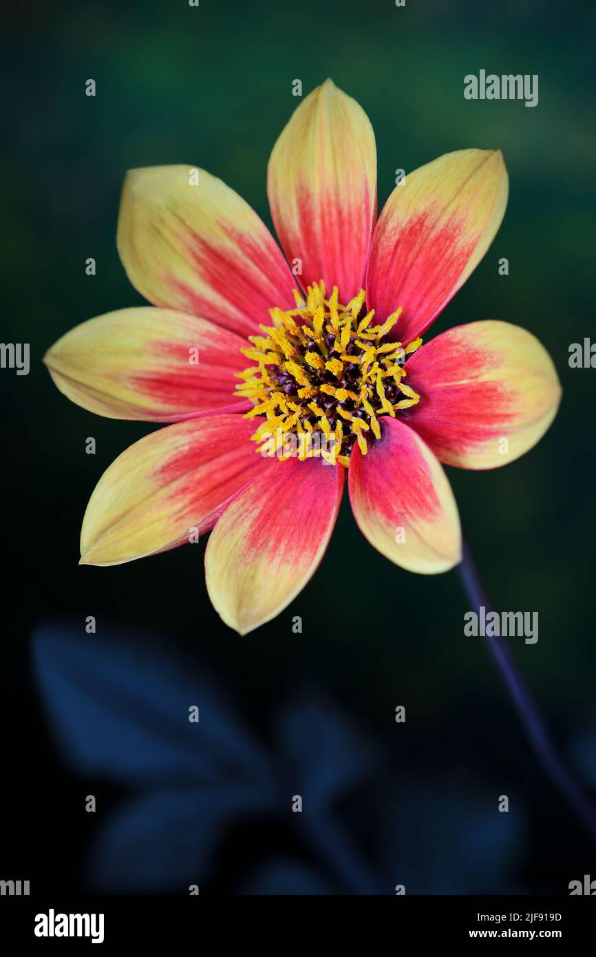 Un vivace fiore giallo e rosso della famiglia Dahlia -Asteraceae- in morbido, verde scuro e blu d'atmosfera; catturato in uno Studio Foto Stock