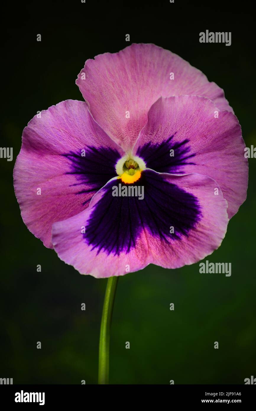 Un rosa e viola Pansy -Viola x wittrockiana- fiore in morbido verde scuro di luce d'atmosfera; catturato in uno Studio Foto Stock