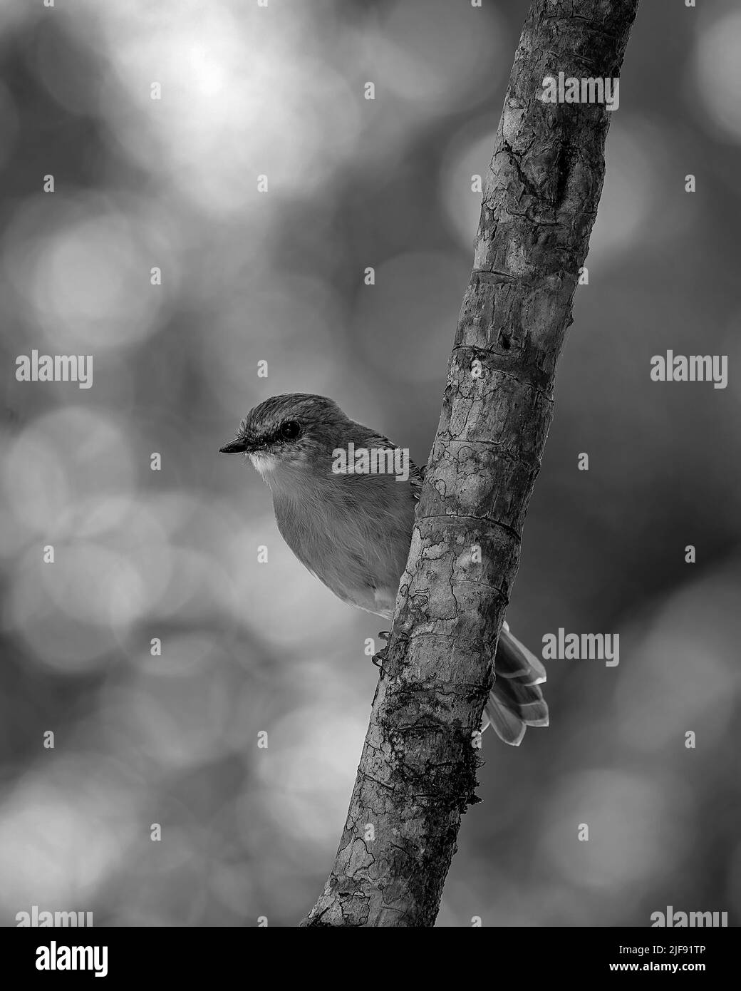 Un Robin giallo orientale seduto su un ramo d'albero con sfondo sfocato. Trovato nel parco nazionale della foresta pluviale tropicale. Foto Stock