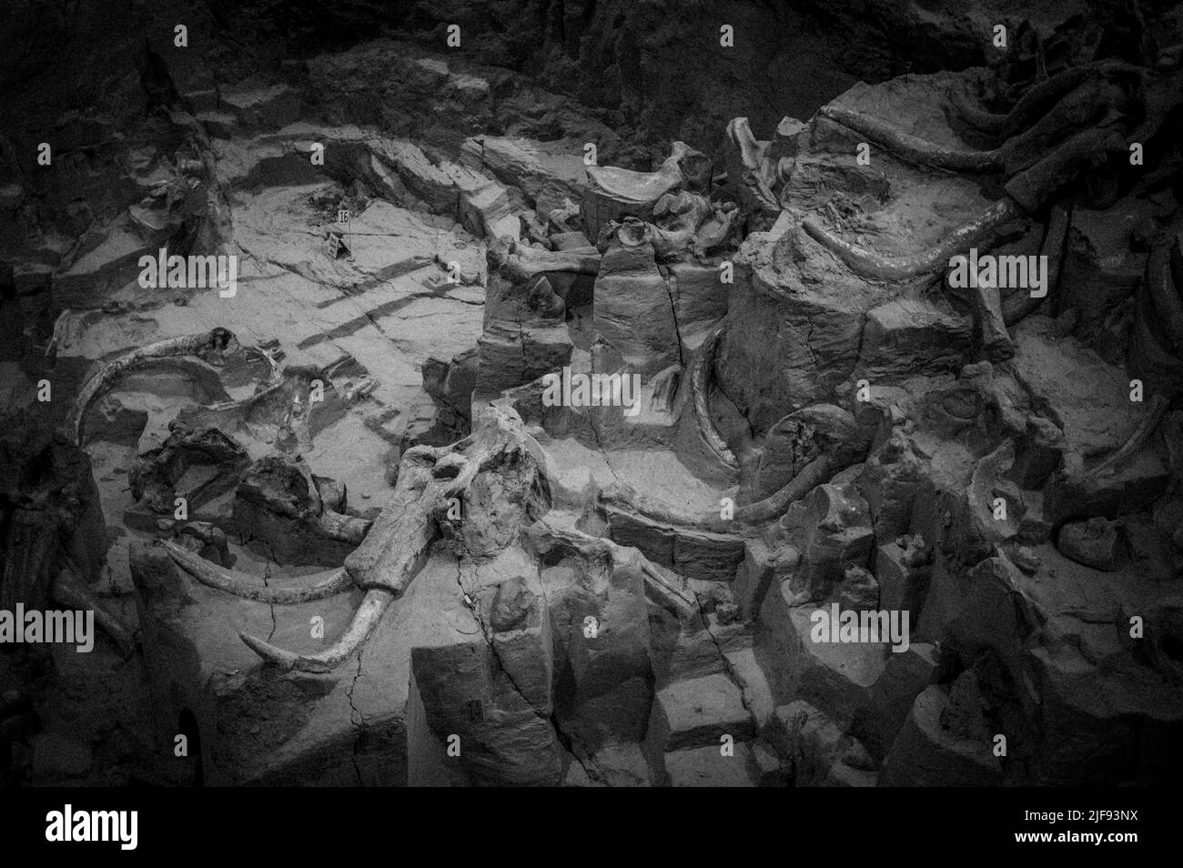 Hot Springs, South Dakota -10.2021: Ossa scavate nel sito di Mammoth Dig a causa di un foro affollato Foto Stock