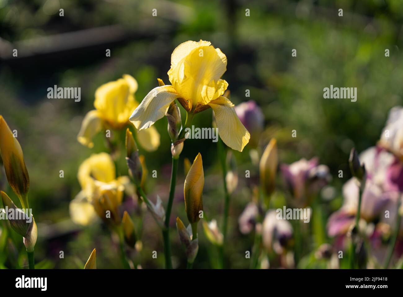 Fiore giallo iride. Foto di alta qualità Foto Stock