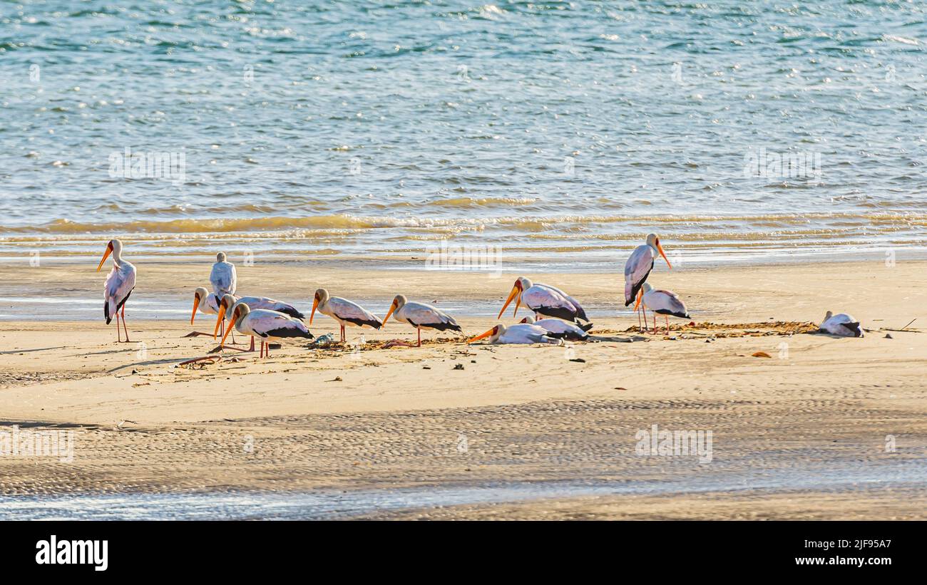 Un gregge di Flamingos su un letto di mare asciutto Foto Stock