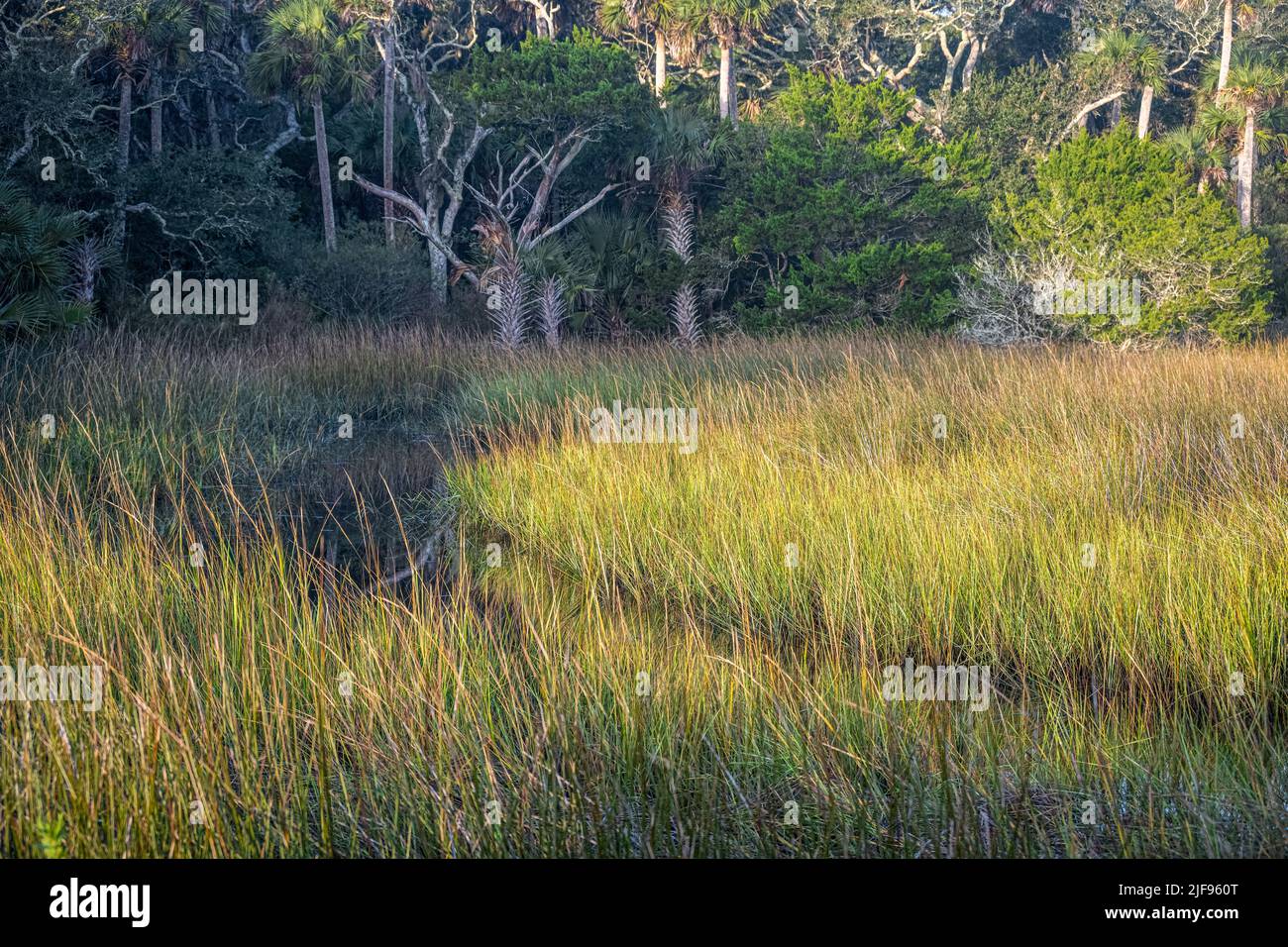 Erba palude e marea sul canale di Fort George Island a Jacksonville, Florida. (USA) Foto Stock