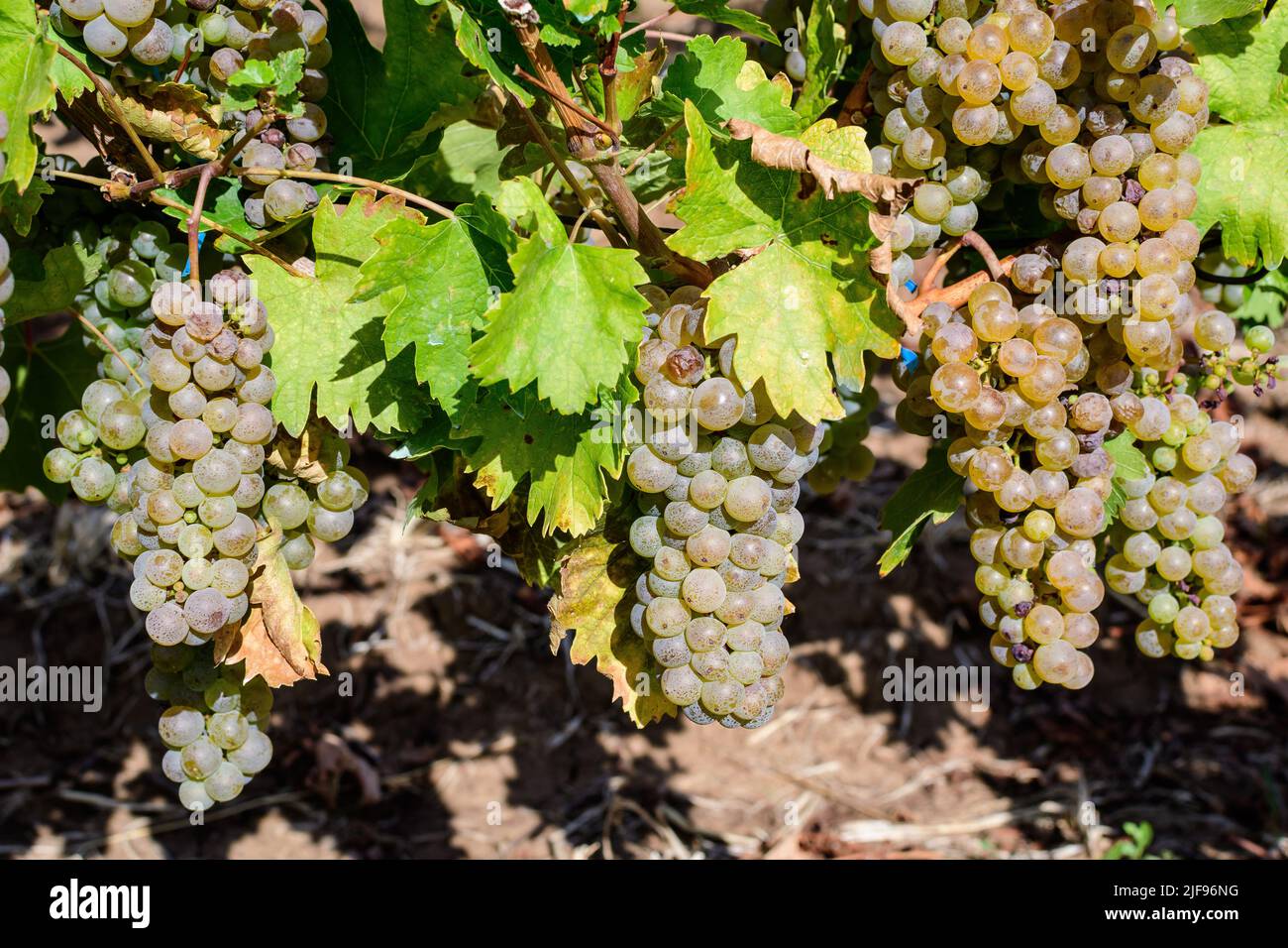 Primo piano di uve bianche biologiche mature e foglie verdi in vigna in una giornata di sole autunnale Foto Stock