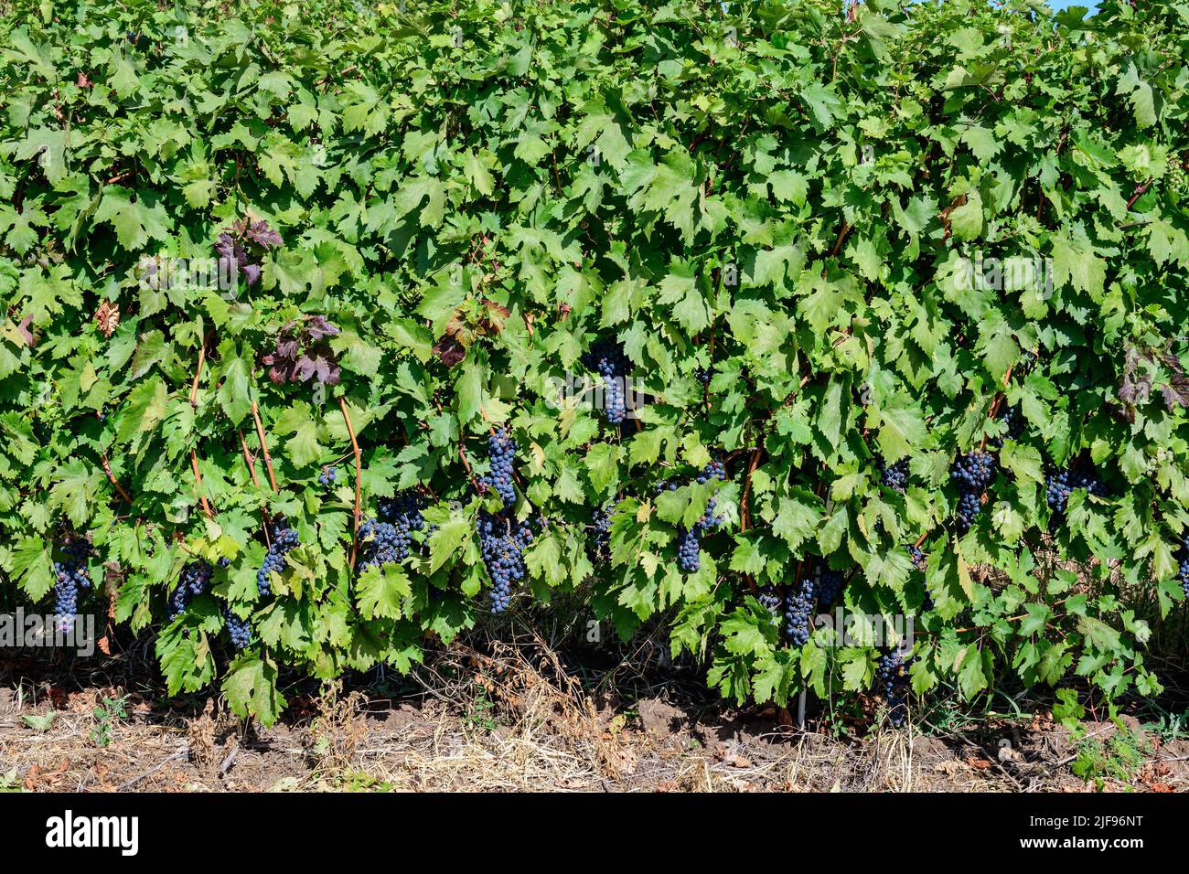 Fila con grandi piante con molte uve biologiche nere scure mature e foglie verdi in vigna in una giornata di sole autunno Foto Stock