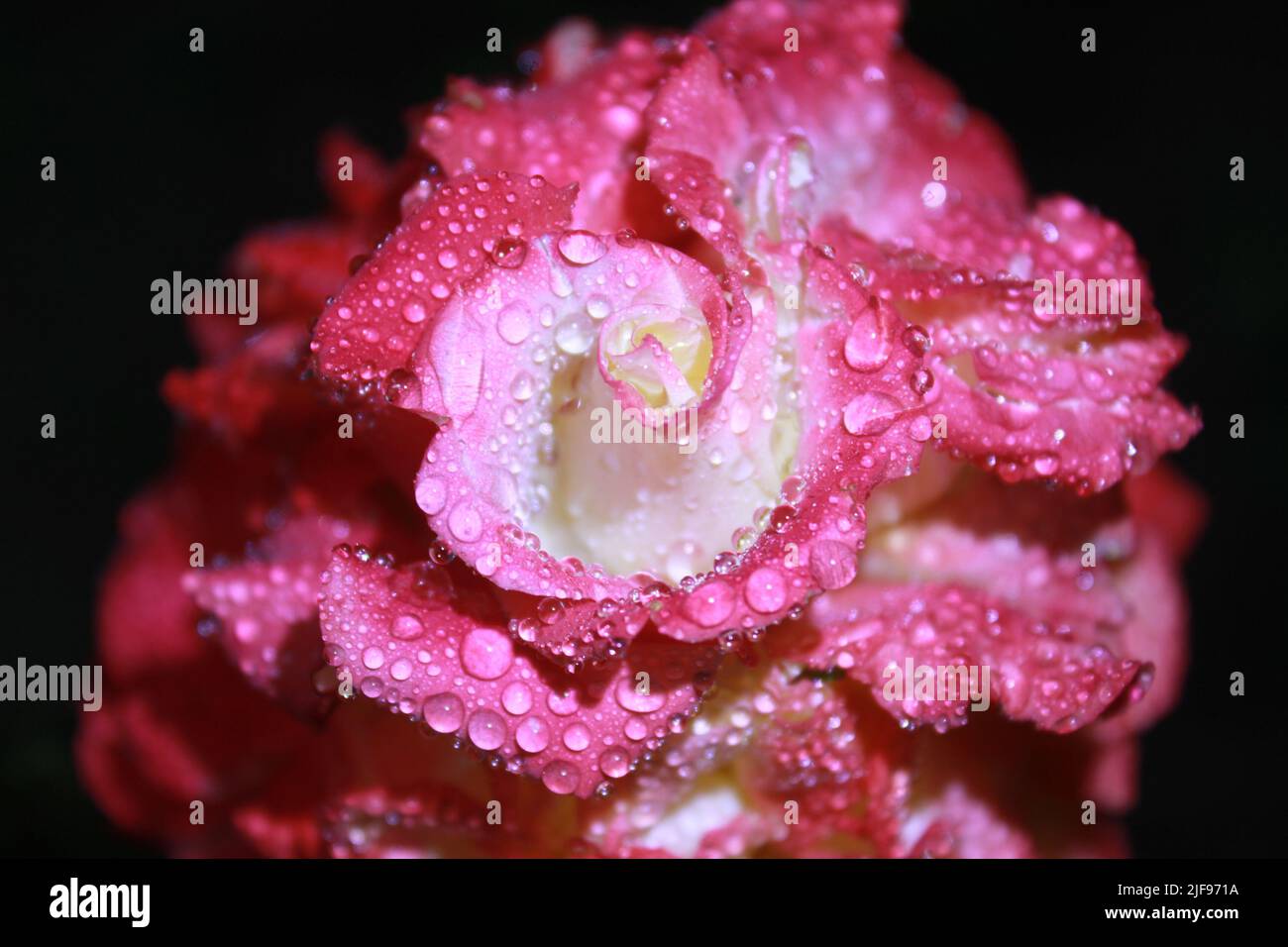 Rosa fiorente con un soffice bocciolo bianco-giallo in piena fioritura. Luminoso paesaggio floreale con rosa in fiore. GOCCE DI ROSA D'ACQUA Foto Stock